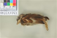 藏品(麻雀)的圖片